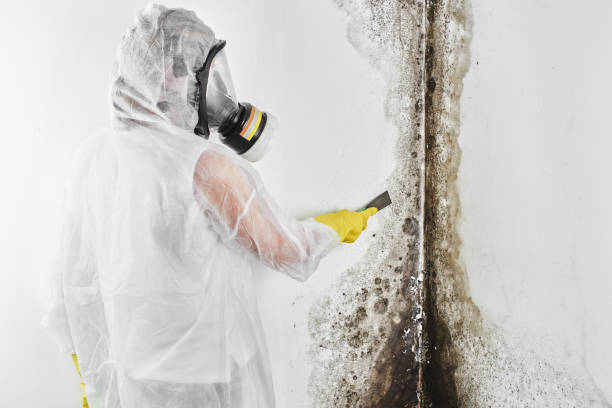 Office Mold Removal Services in Breese, IL