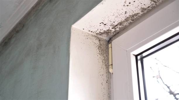 Professional Mold Removal in Breese, IL