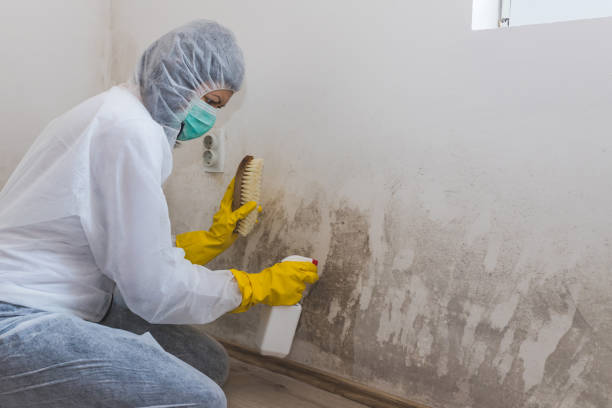Best Mold Testing  in Breese, IL