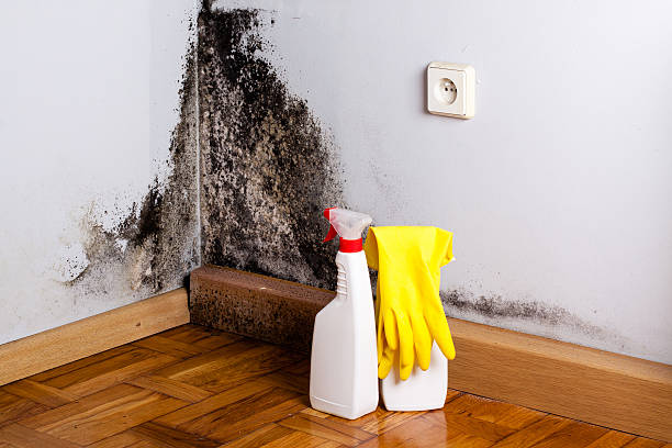 Best Toxic Mold Removal  in Breese, IL