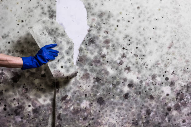 Best Commercial Mold Removal  in Breese, IL