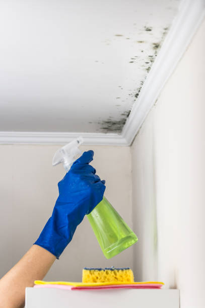 Best Crawl Space Mold Removal  in Breese, IL