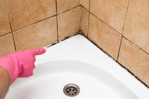 Best Local Mold Removal Service  in Breese, IL